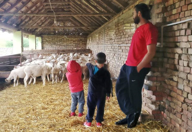 Традиција од век и по, породични сајт и вештачко осемењавање: Како је некадашњи кошаркаш и  дипломирани економиста напустио државни посао и вратио се сточарству